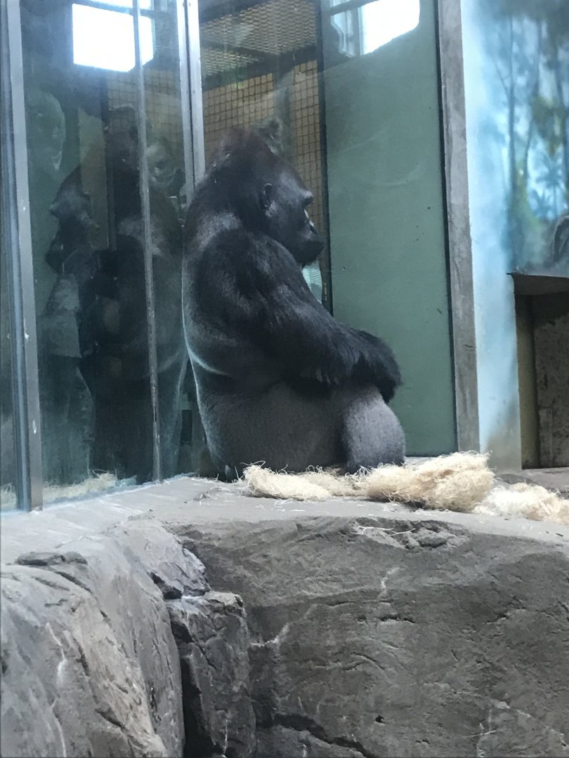 Western Lowland Gorilla