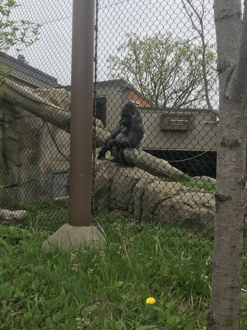 Western Lowland Gorilla