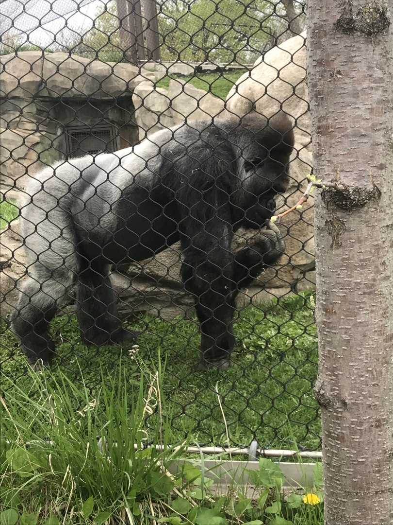 Western Lowland Gorilla