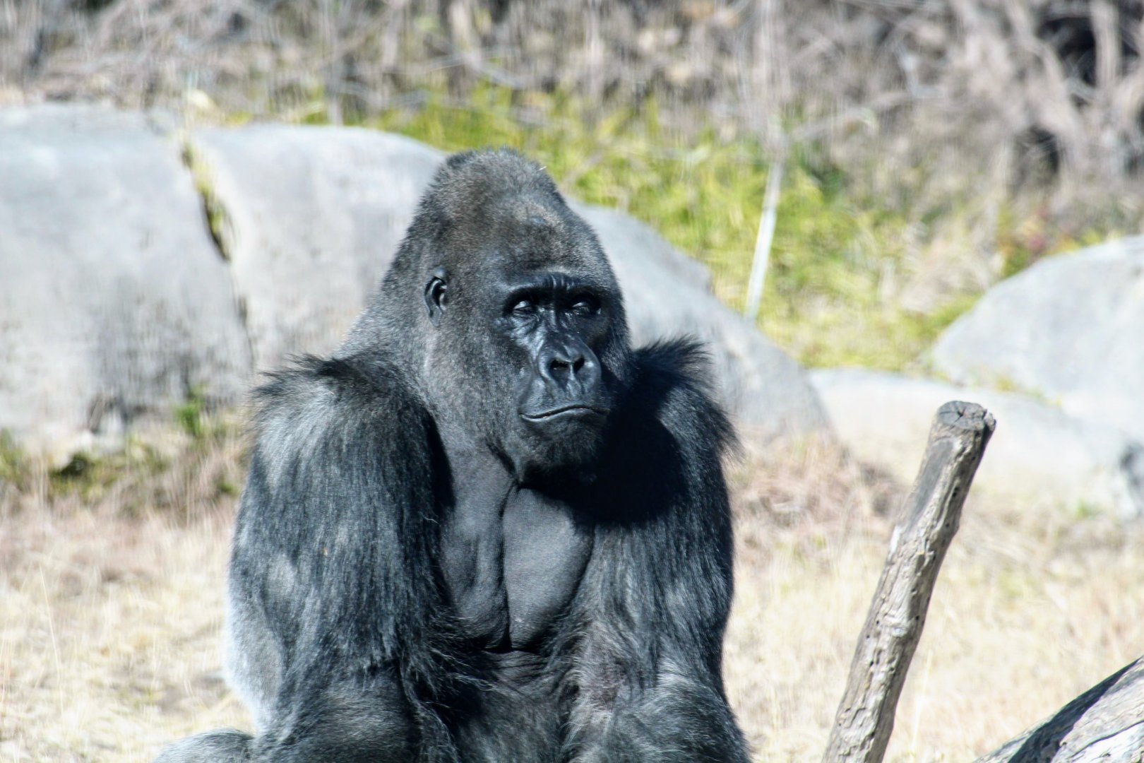 Western Lowland Gorilla
