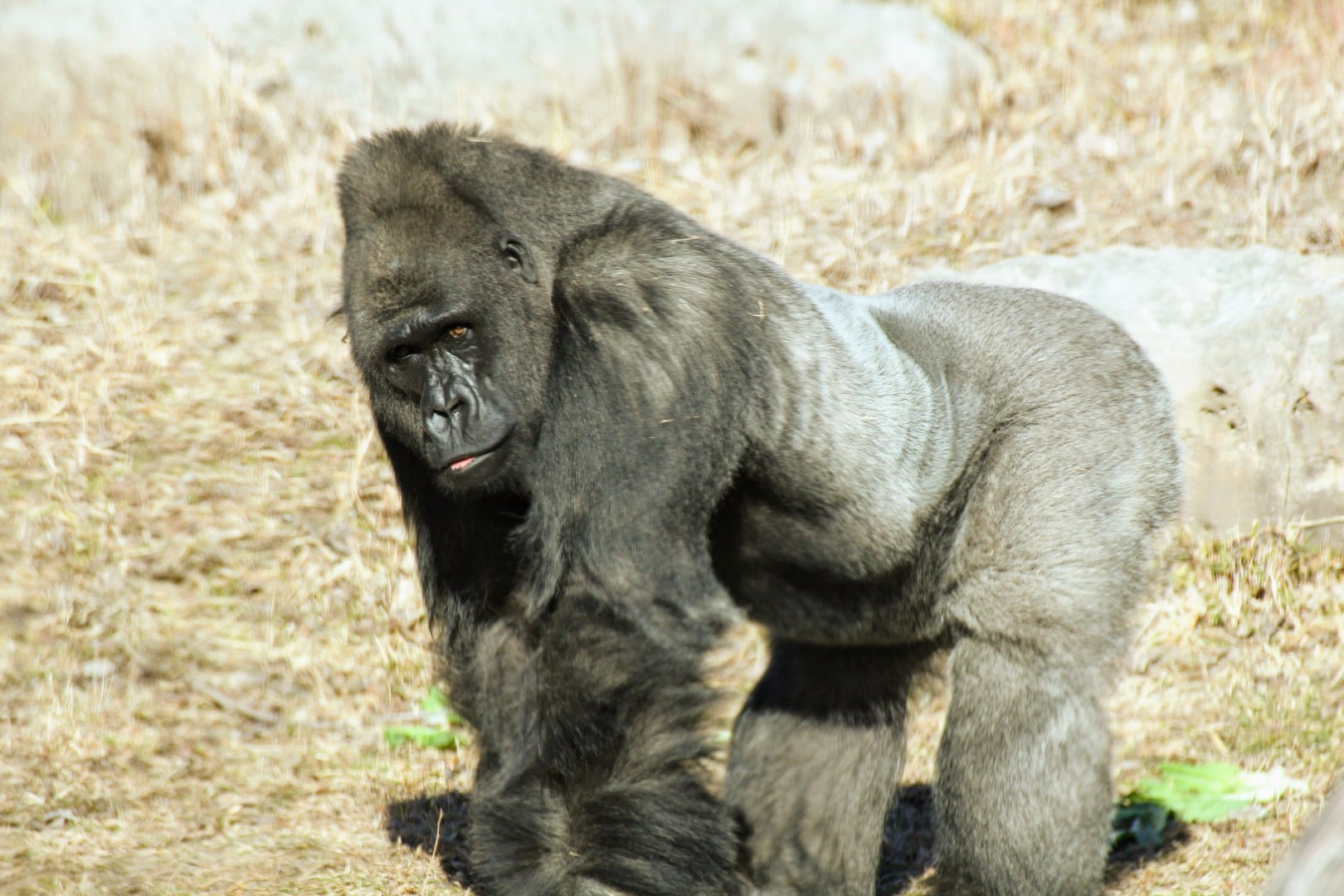 Western Lowland Gorilla