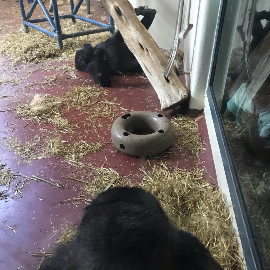 Western lowland gorilla