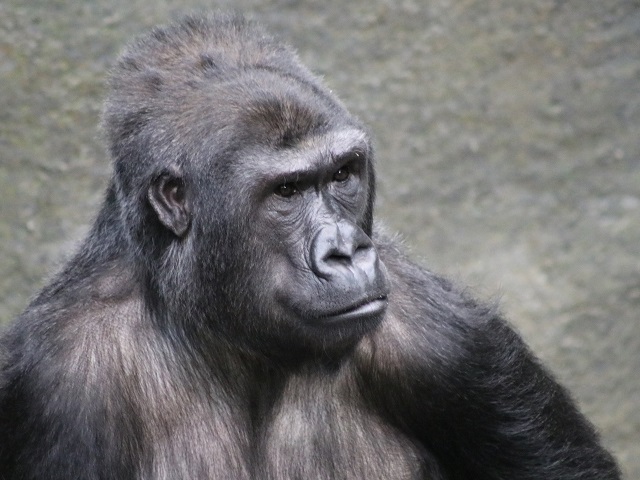 Western Lowland Gorilla