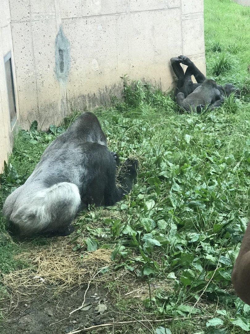 Western lowland gorilla