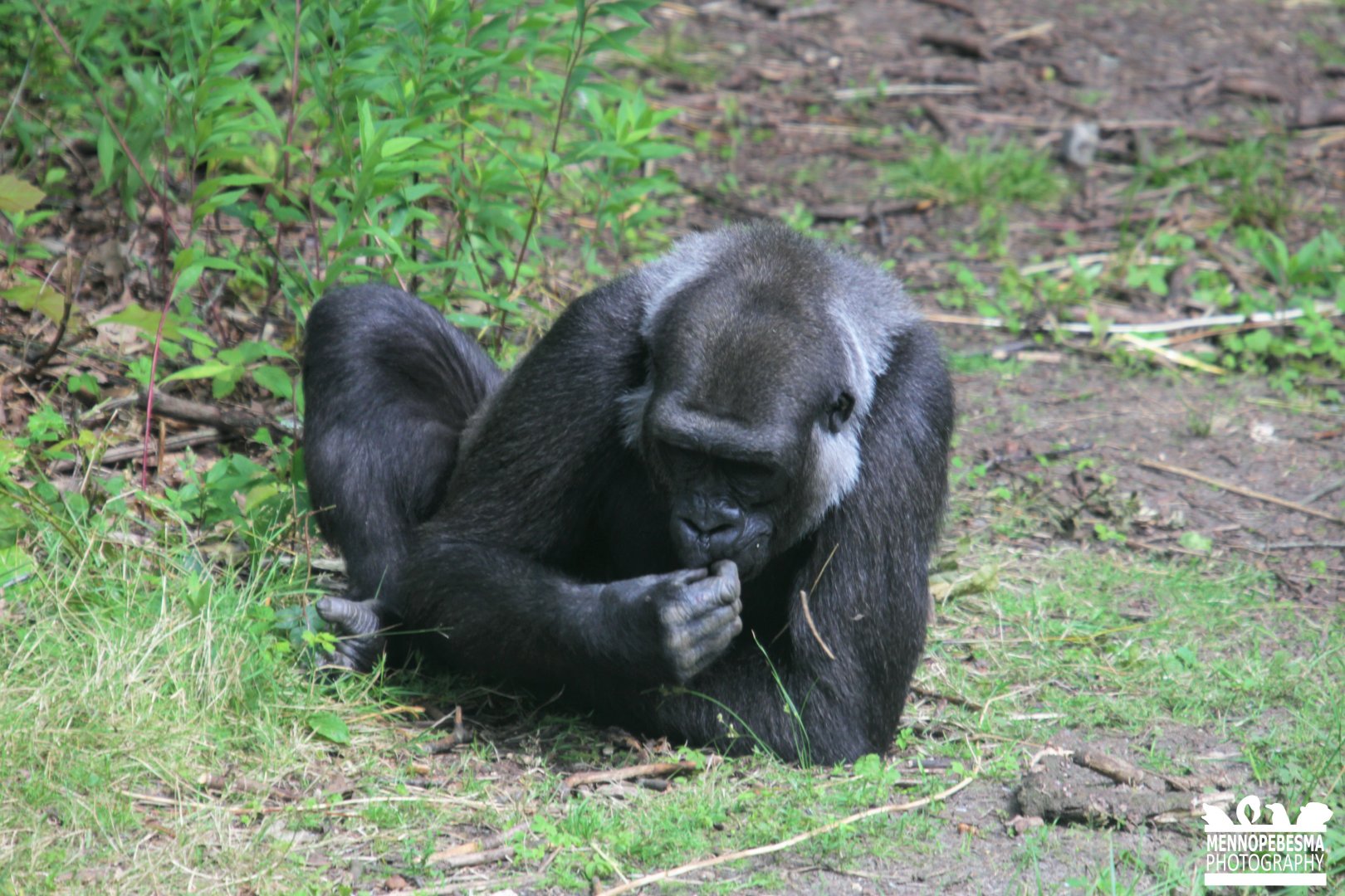 Western lowland gorilla