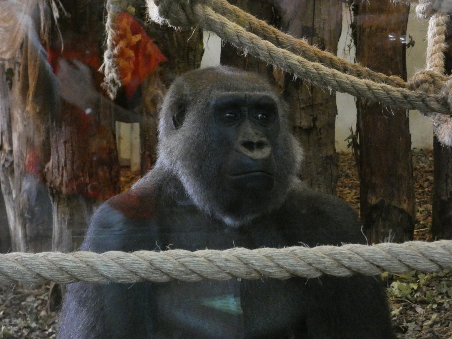 Western lowland gorilla
