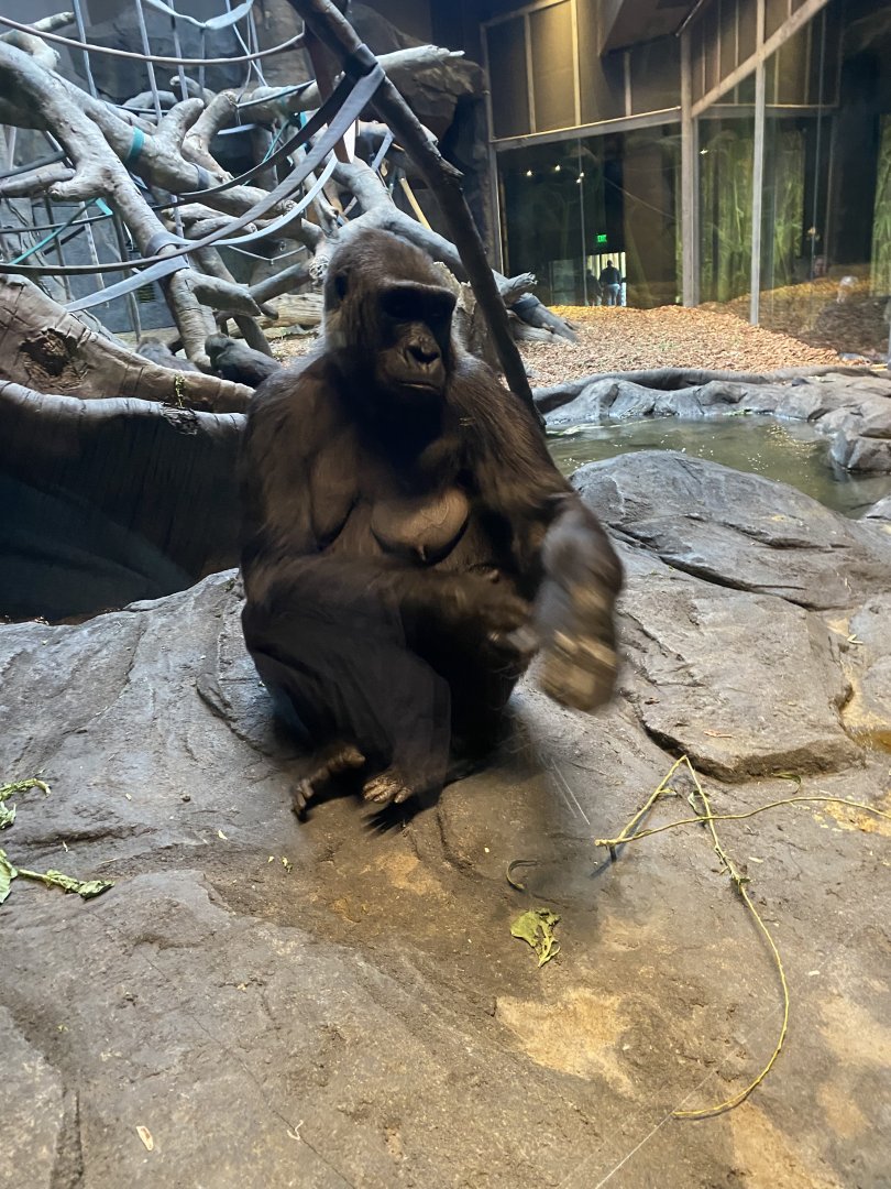 Western Lowland Gorilla
