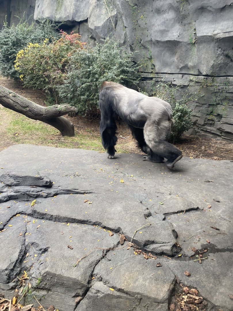 Western Lowland Gorilla