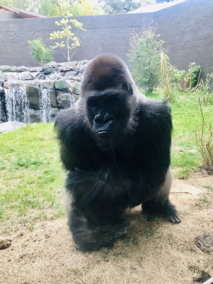 Western Lowland Gorilla