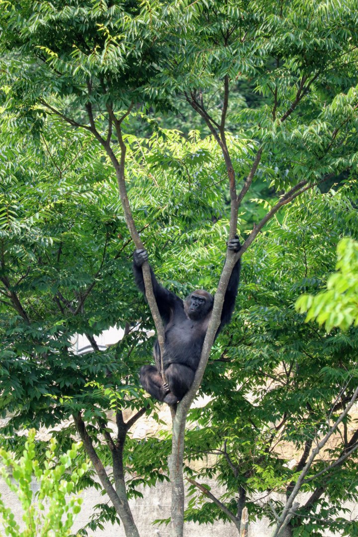 Western Lowland Gorilla