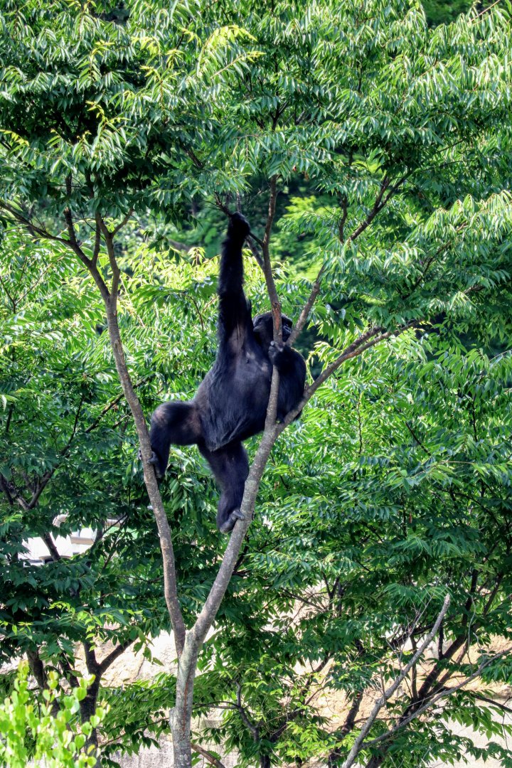 Western Lowland Gorilla