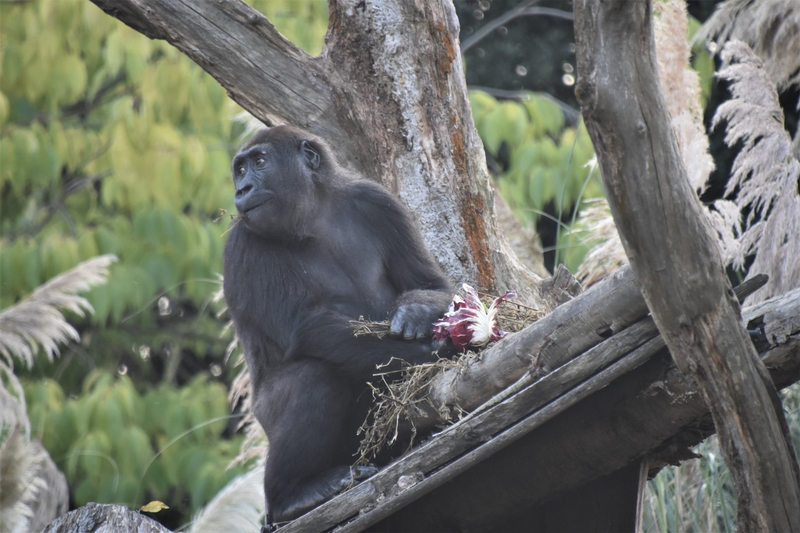 Western lowland gorilla