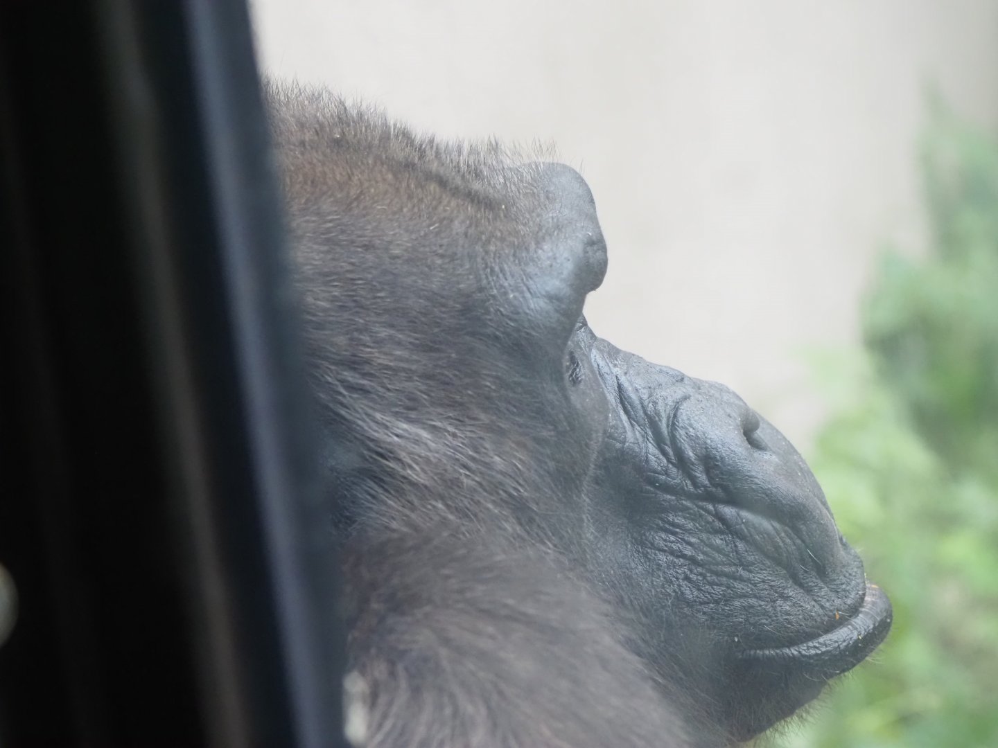 Western lowland gorilla