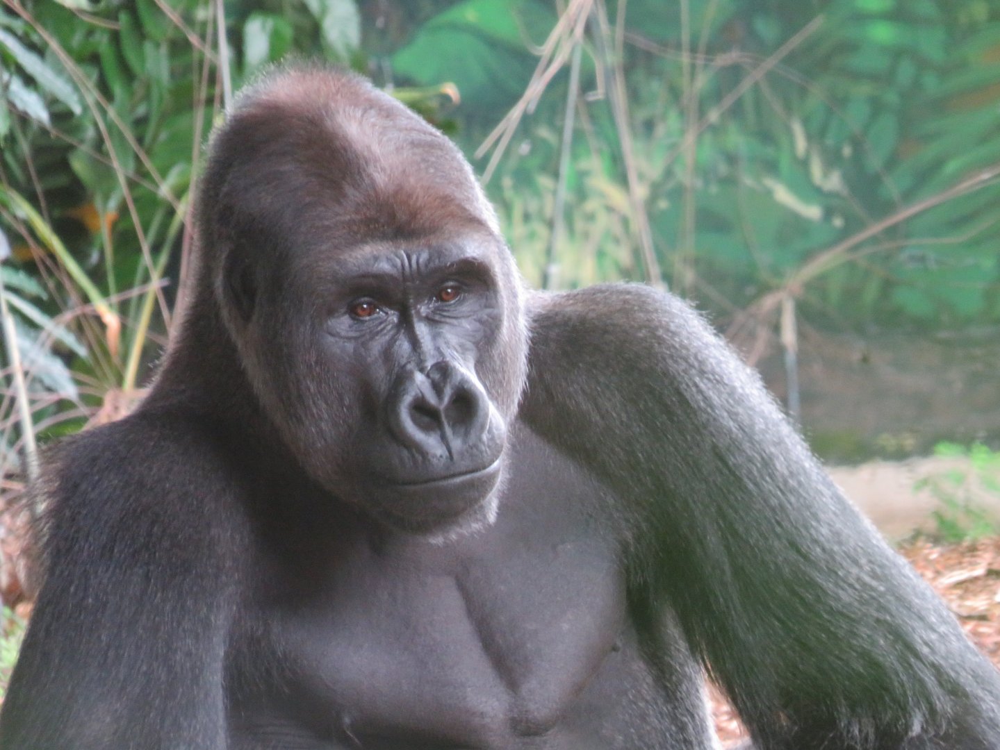 Western lowland gorilla