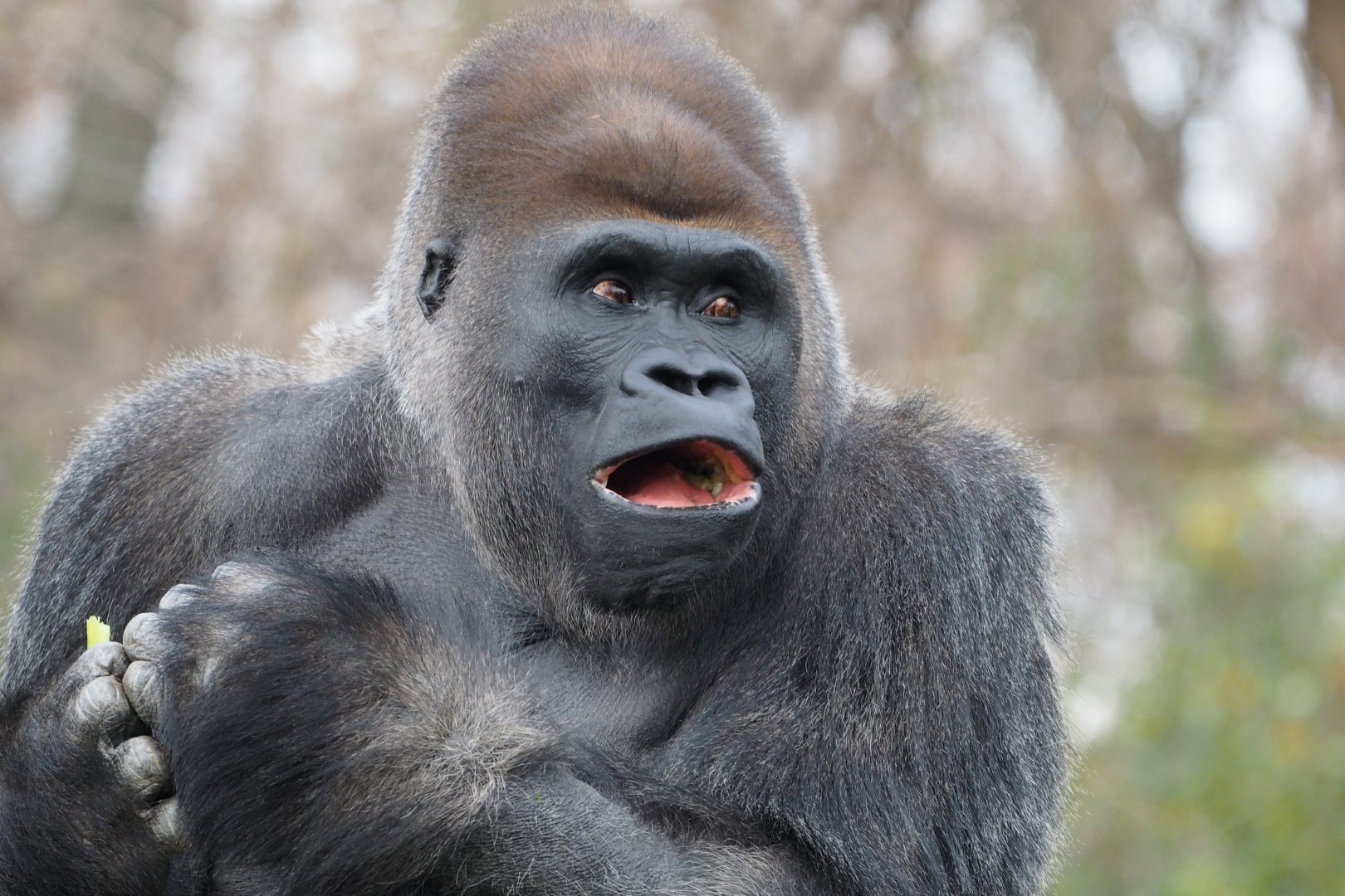 Western lowland gorilla