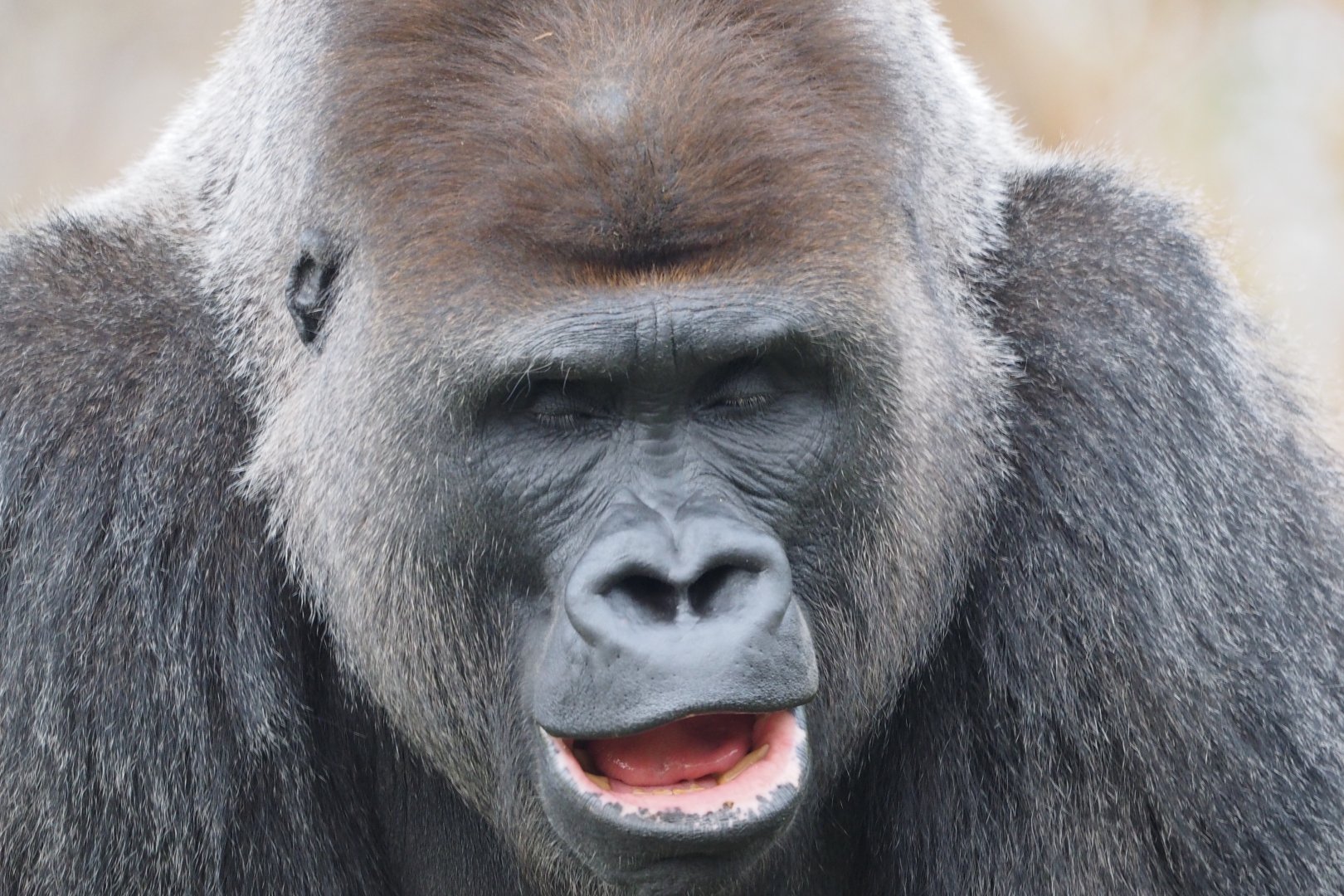 Western lowland gorilla