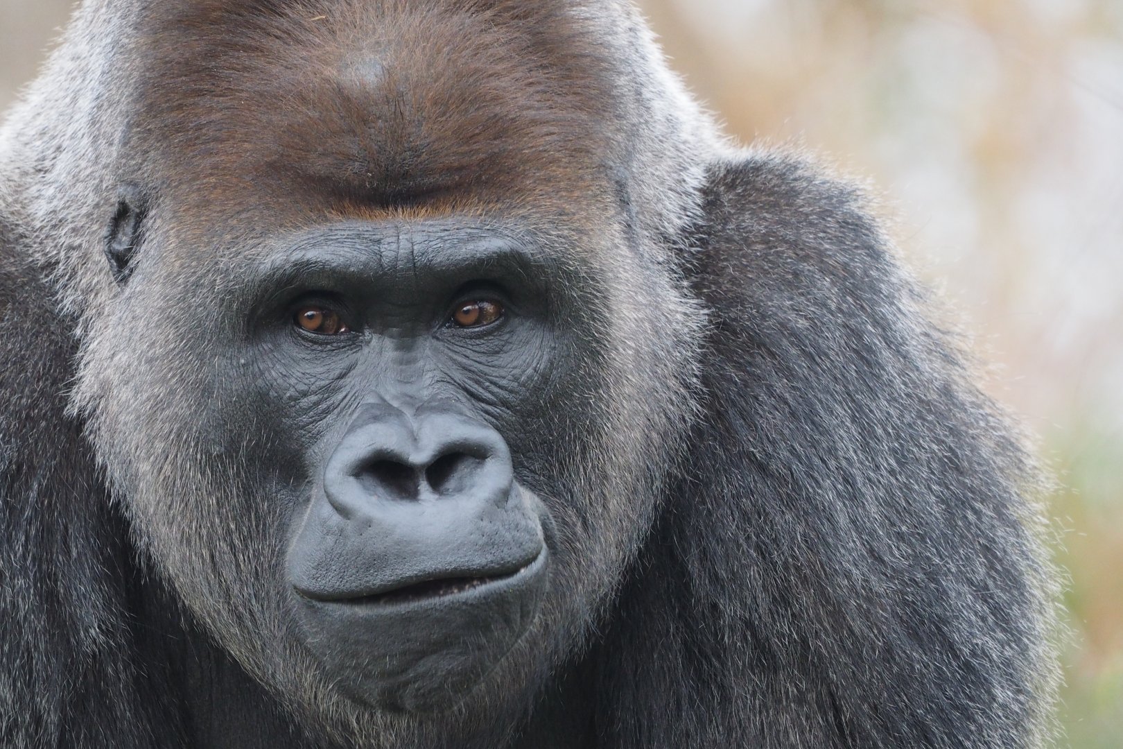 Western lowland gorilla
