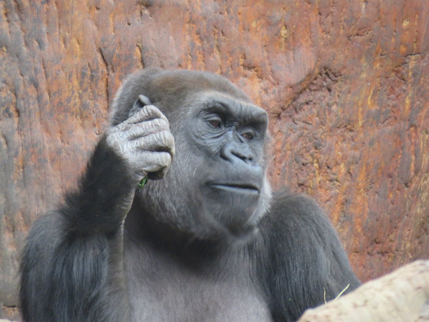 Western lowland gorilla