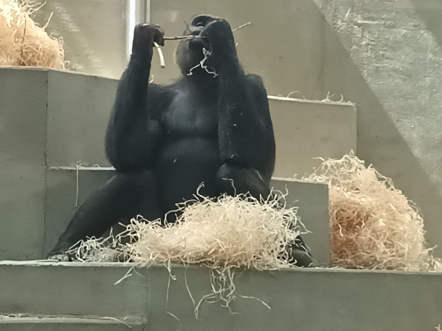 Western lowland Gorilla
