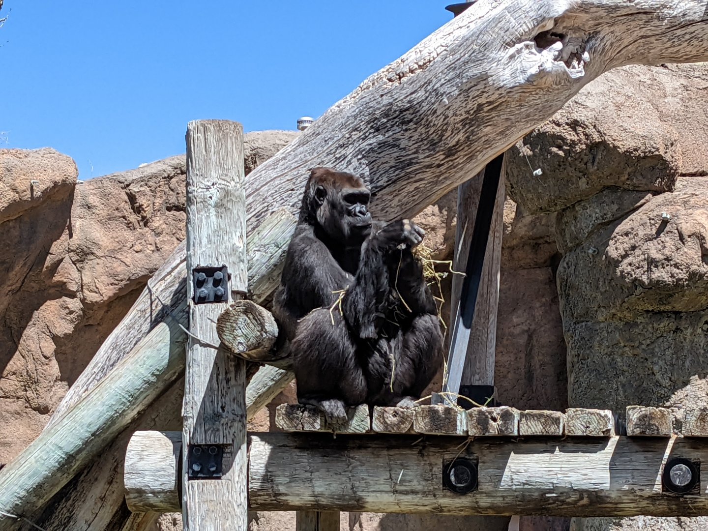 Western lowland gorilla