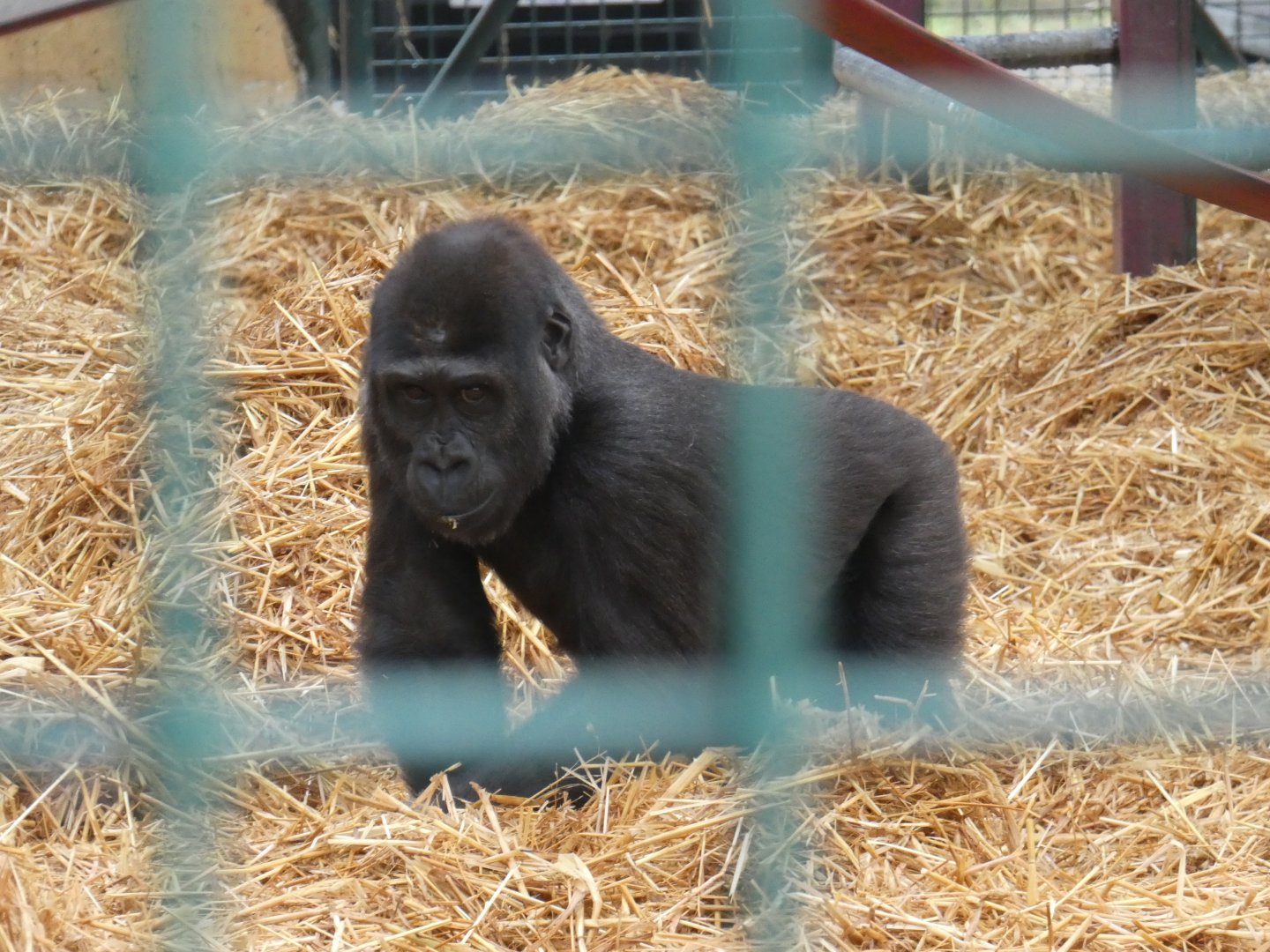 Western lowland gorilla