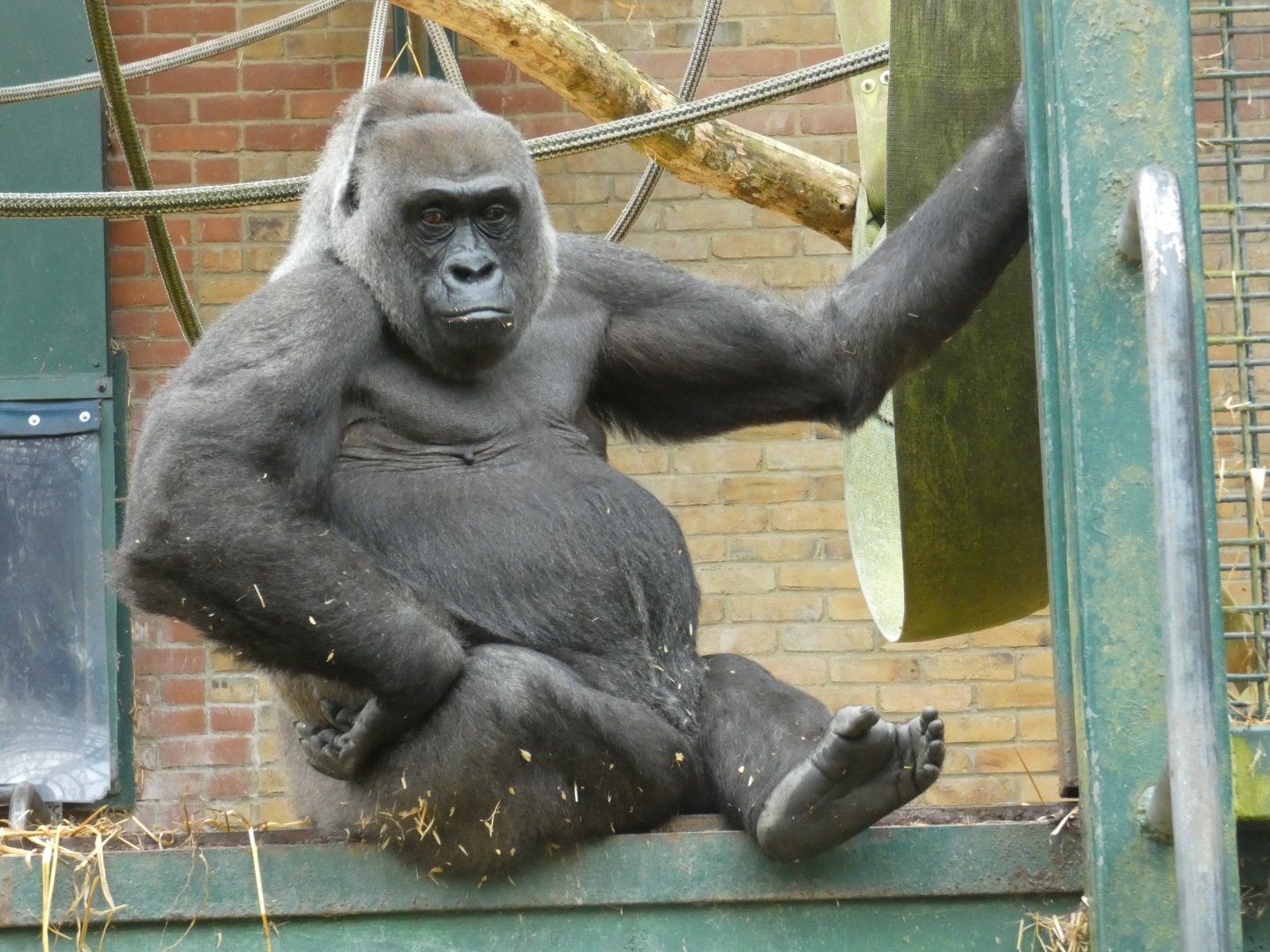 Western lowland gorilla