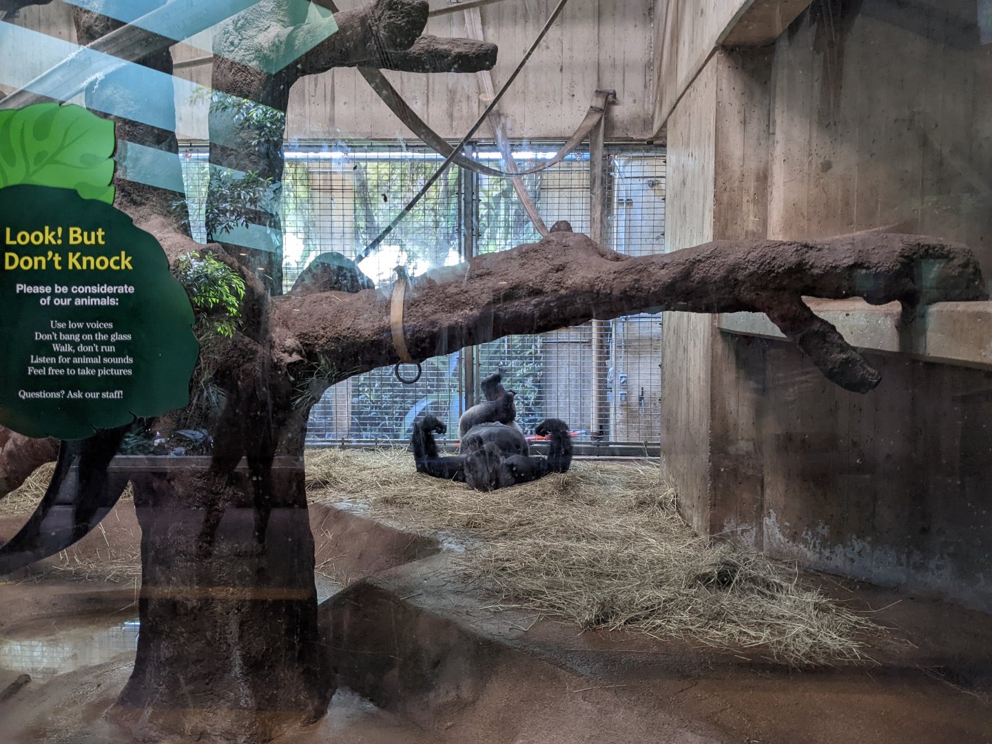 Western lowland gorilla