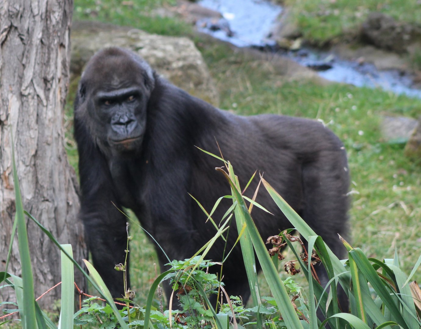 Western lowland gorilla