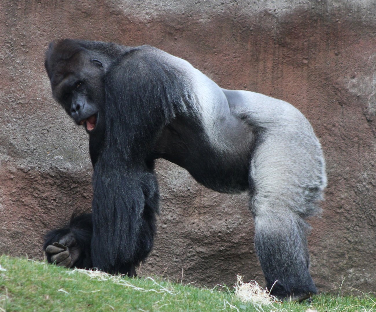 Western lowland gorilla