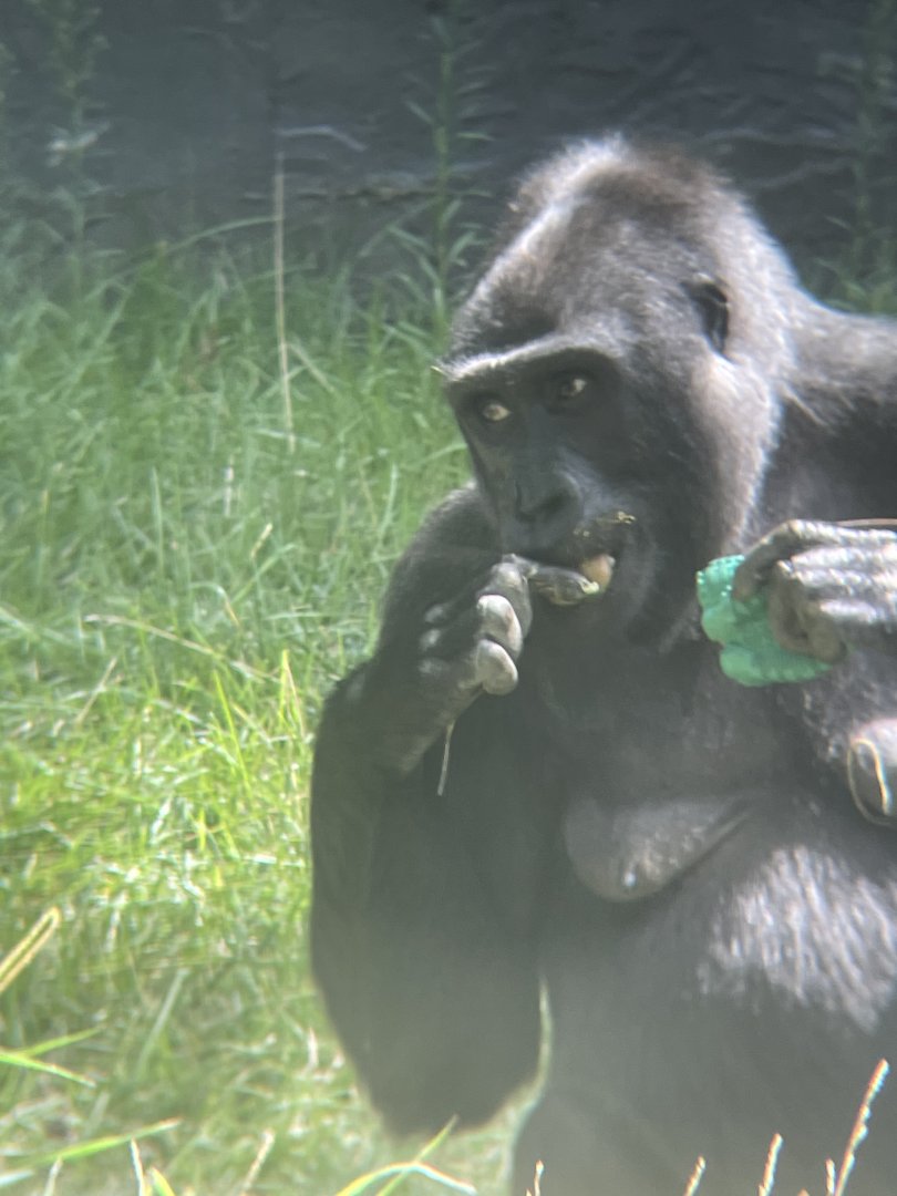 Western Lowland Gorilla