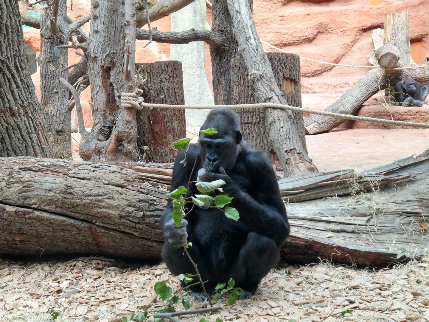 Western Lowland Gorilla