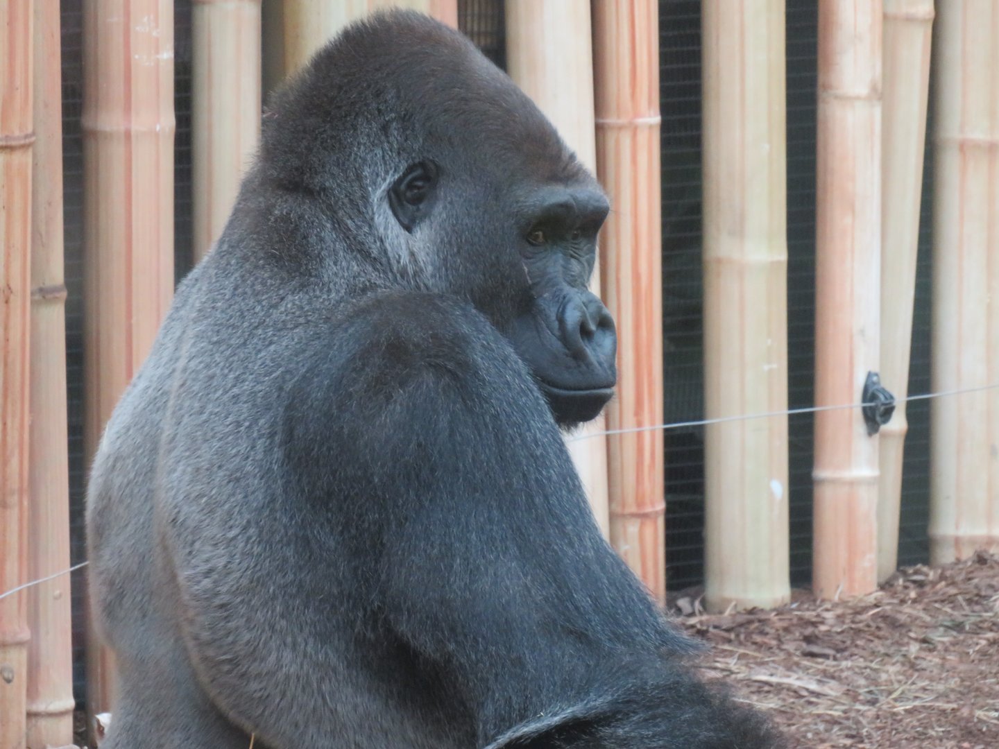 Western lowland gorilla