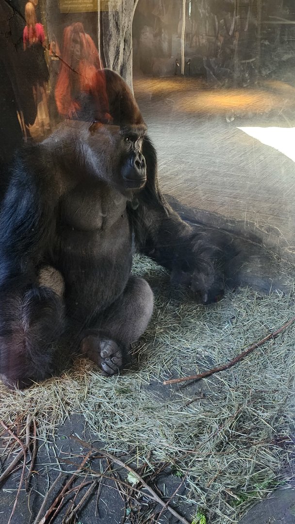 Western Lowland Gorilla