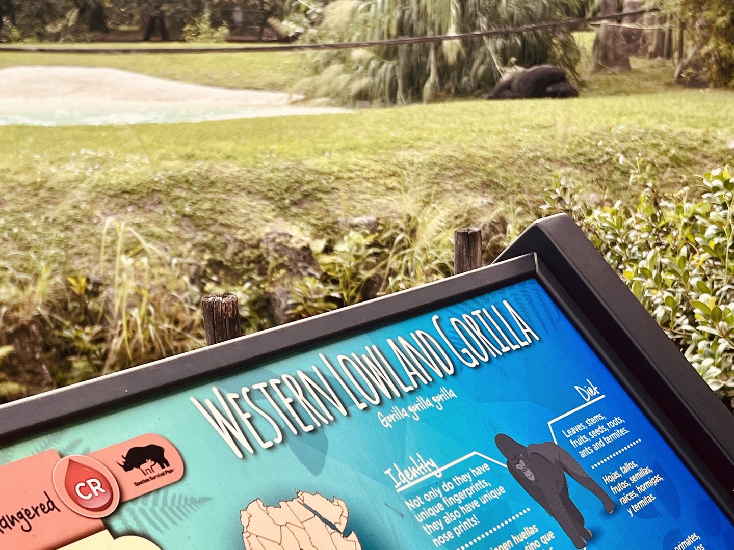 Western Lowland Gorilla