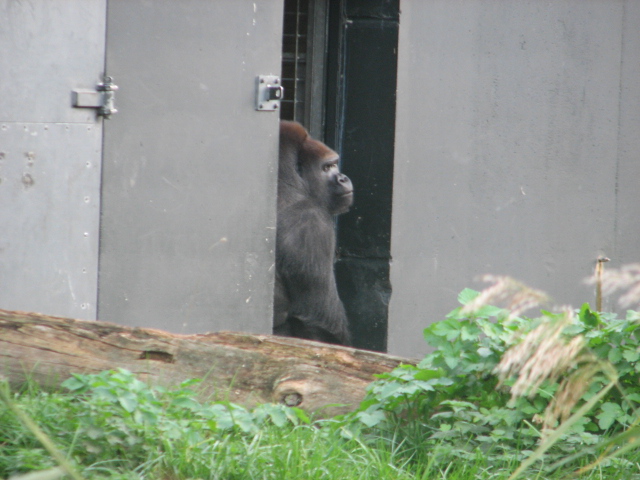 Western lowland gorilla