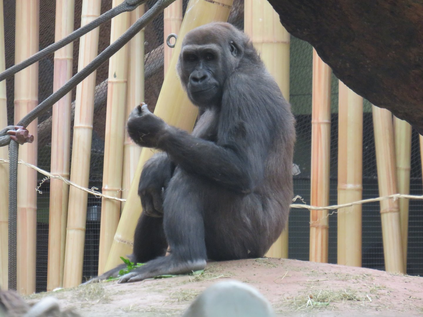 Western lowland gorilla
