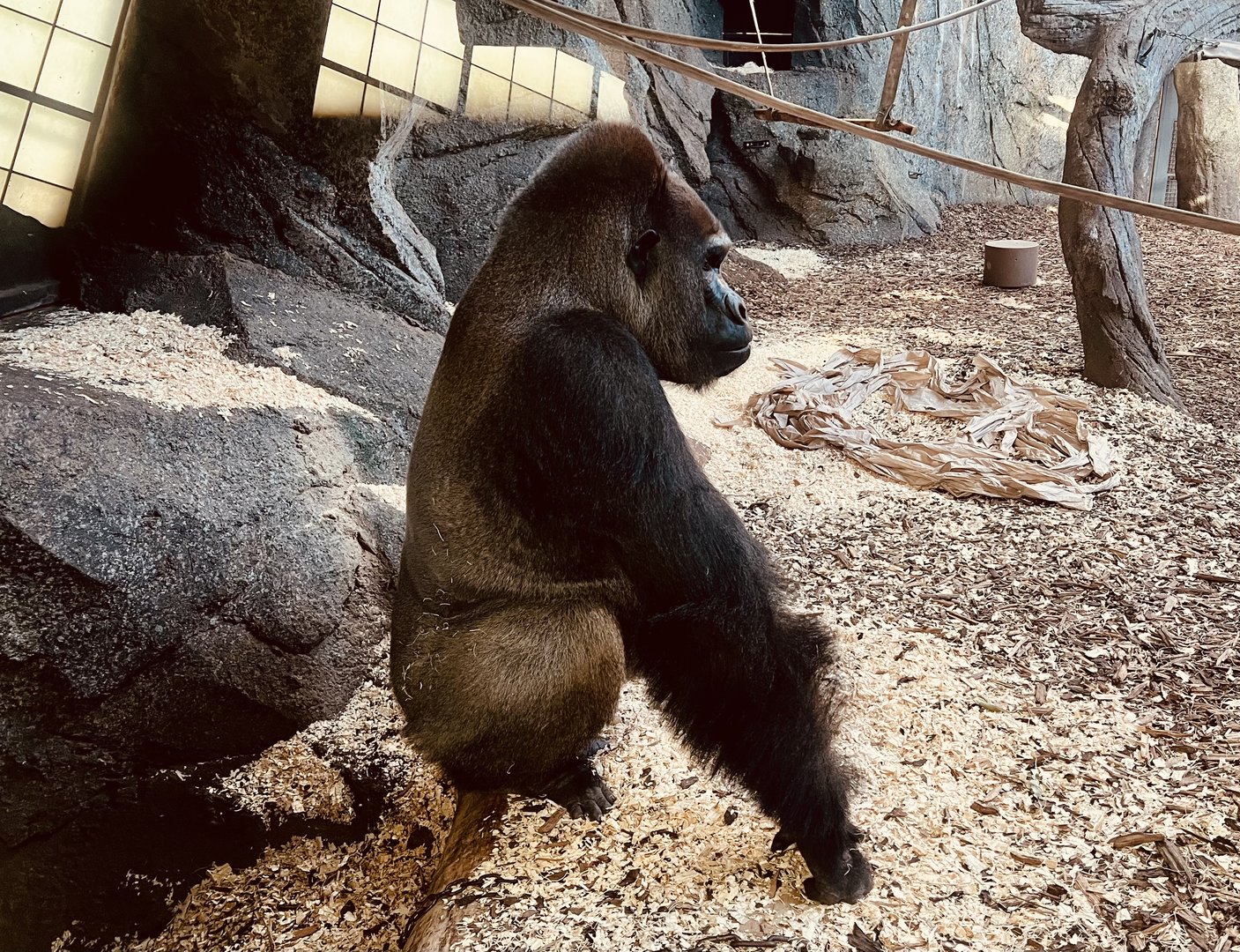 Western Lowland Gorilla