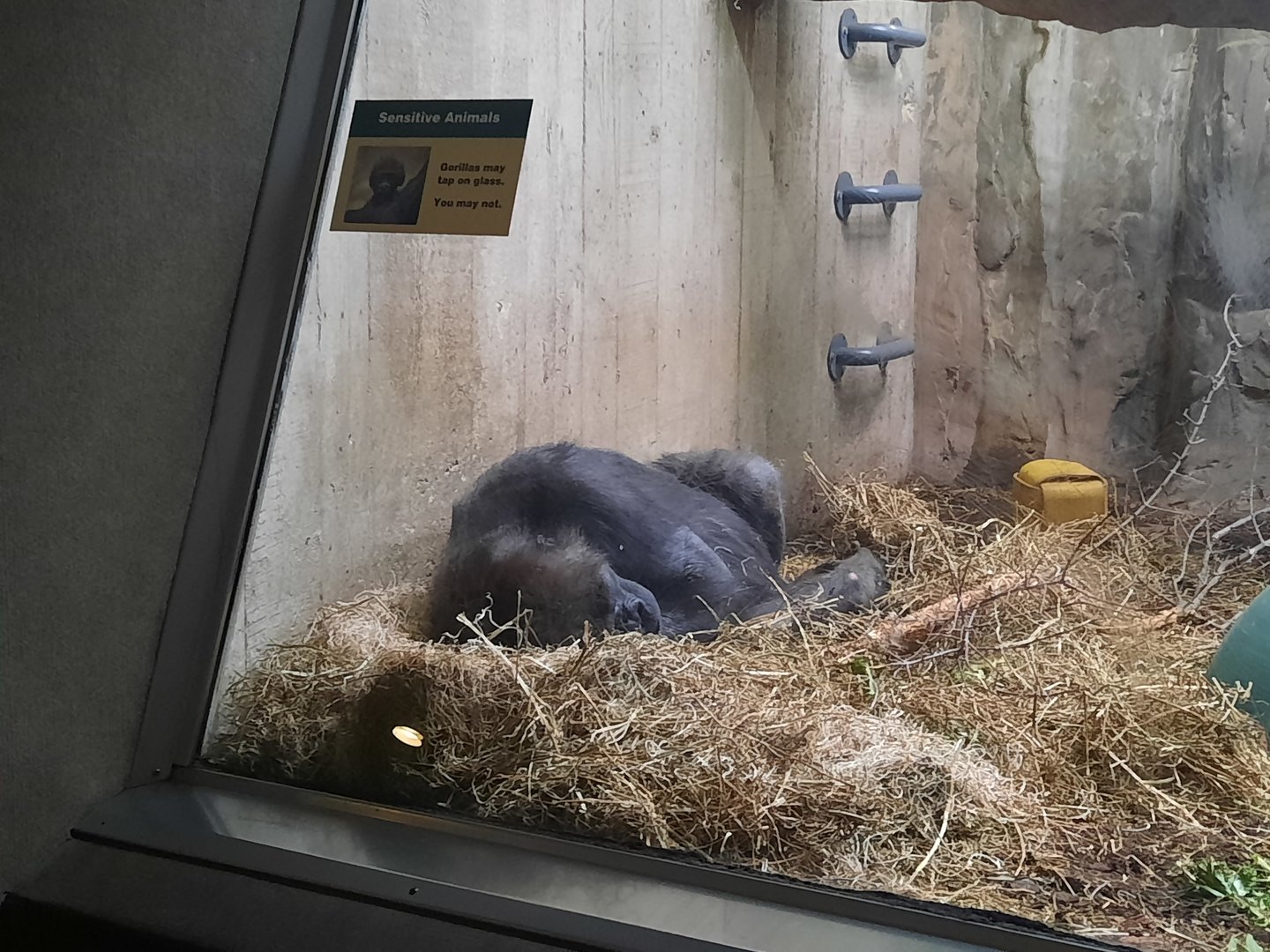 Western Lowland Gorilla