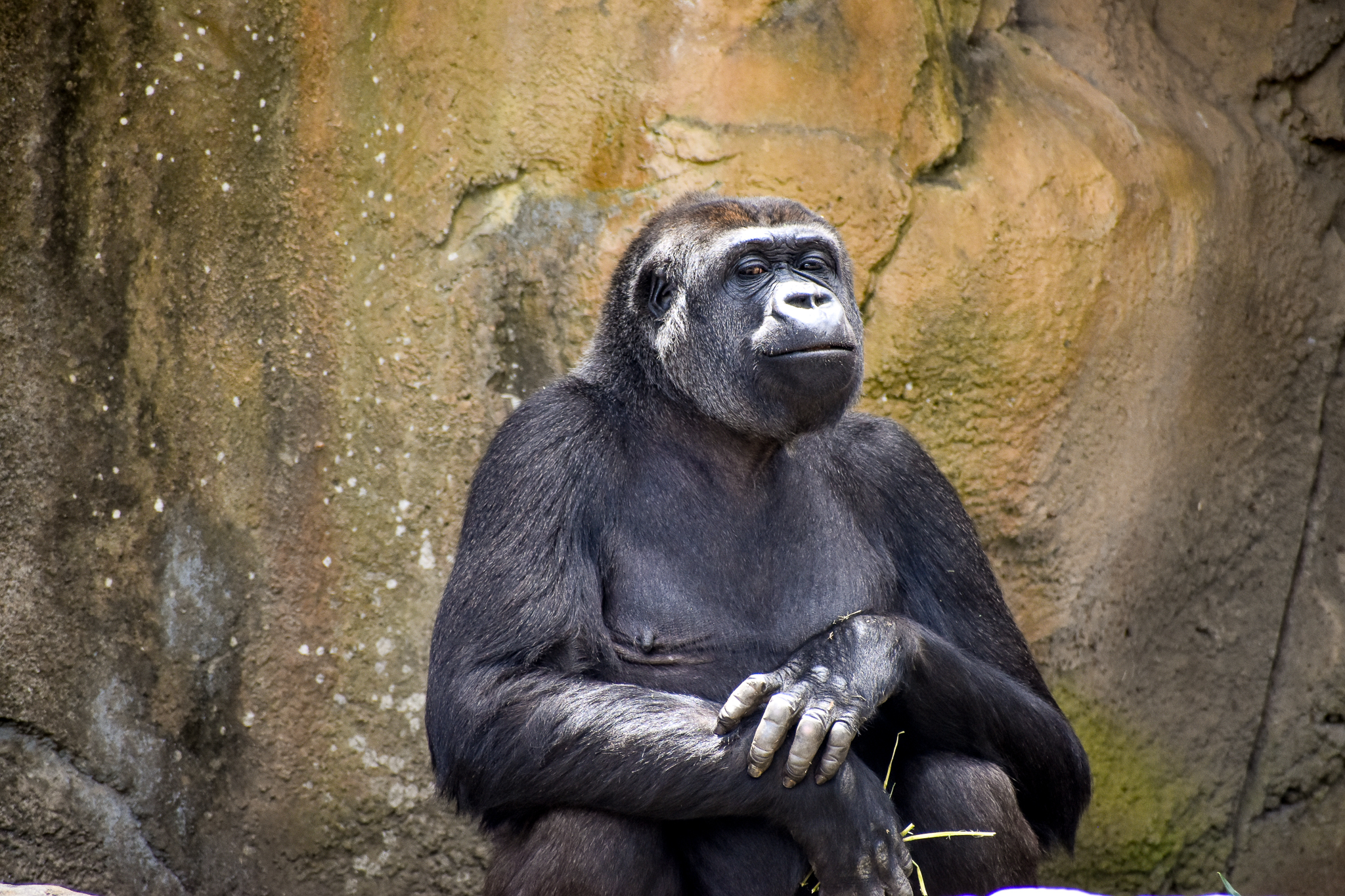 Western Lowland Gorilla