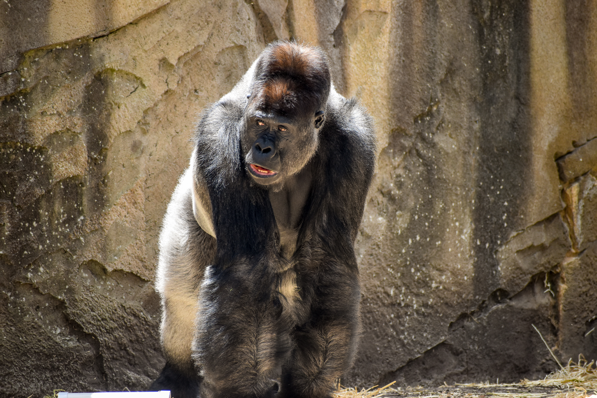 Western Lowland Gorilla