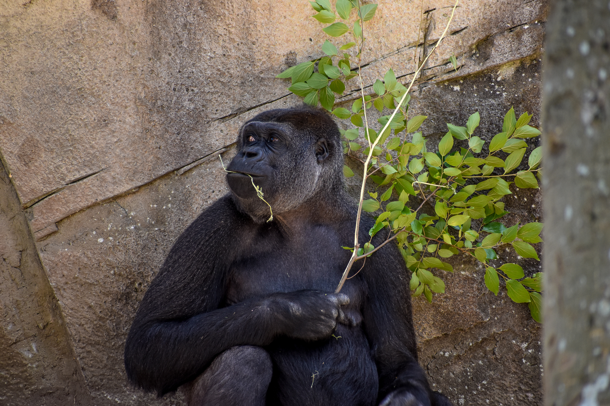 Western Lowland Gorilla