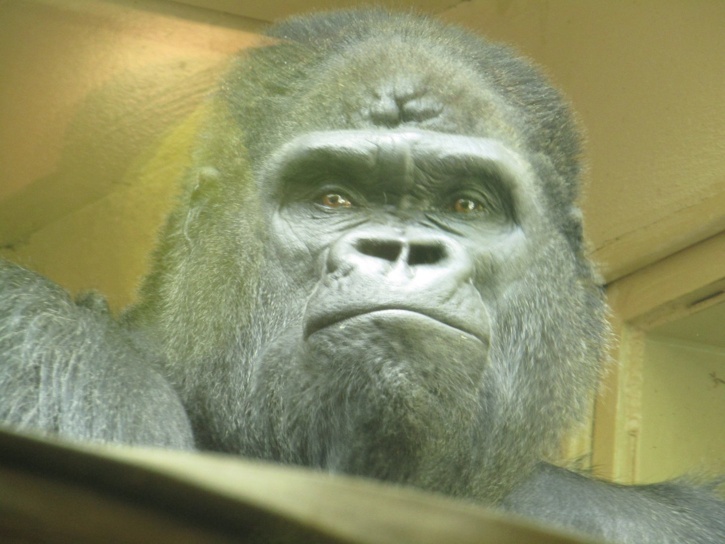 Western Lowland Gorilla