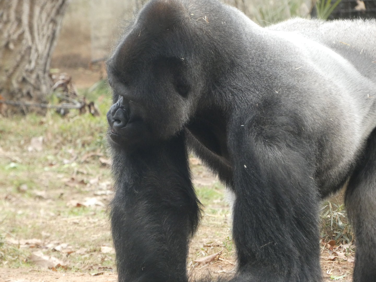 Western Lowland Gorilla