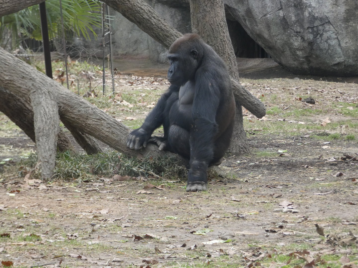 Western Lowland Gorilla
