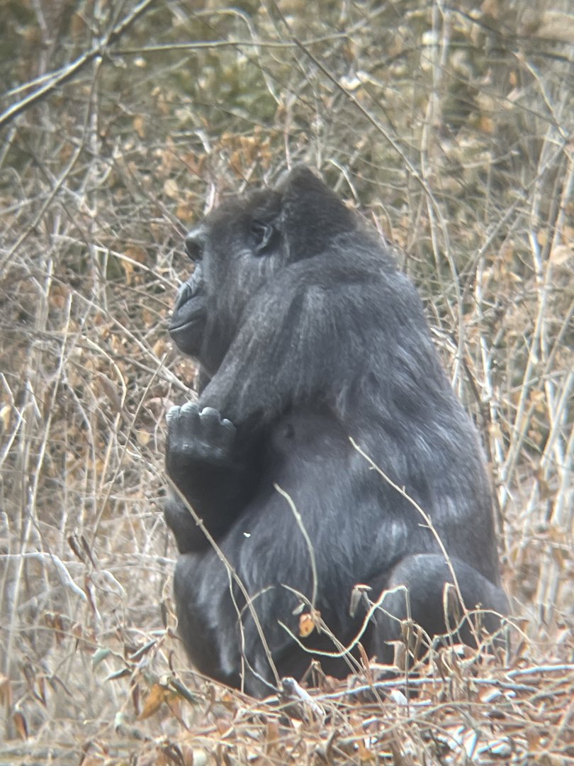 Western Lowland Gorilla
