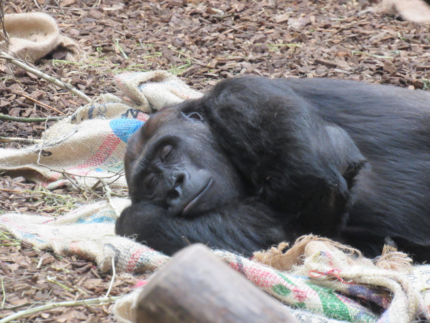 Western Lowland Gorilla