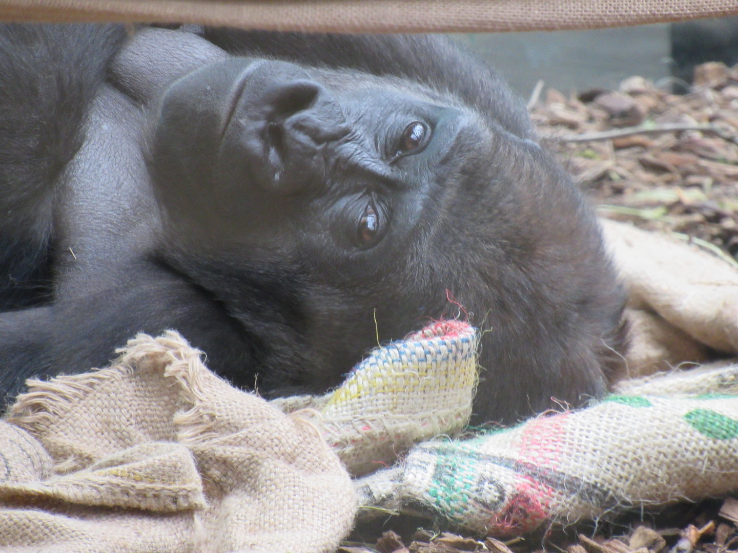 Western Lowland Gorilla