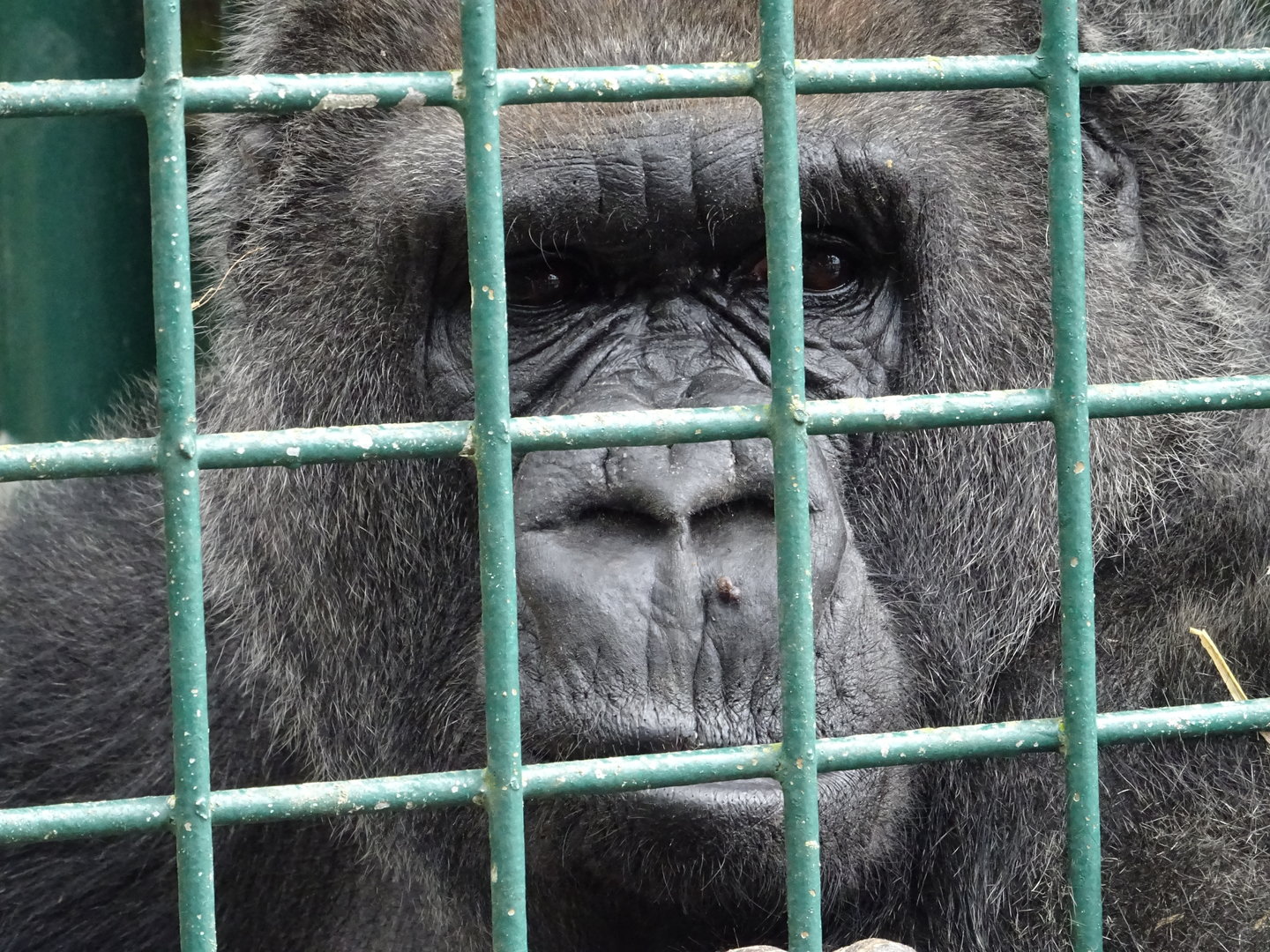 Western Lowland Gorilla