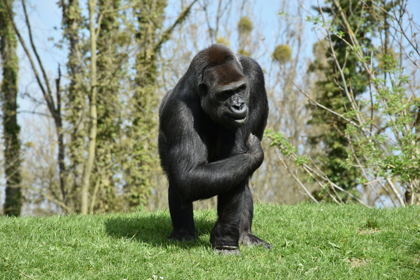Western lowland gorilla