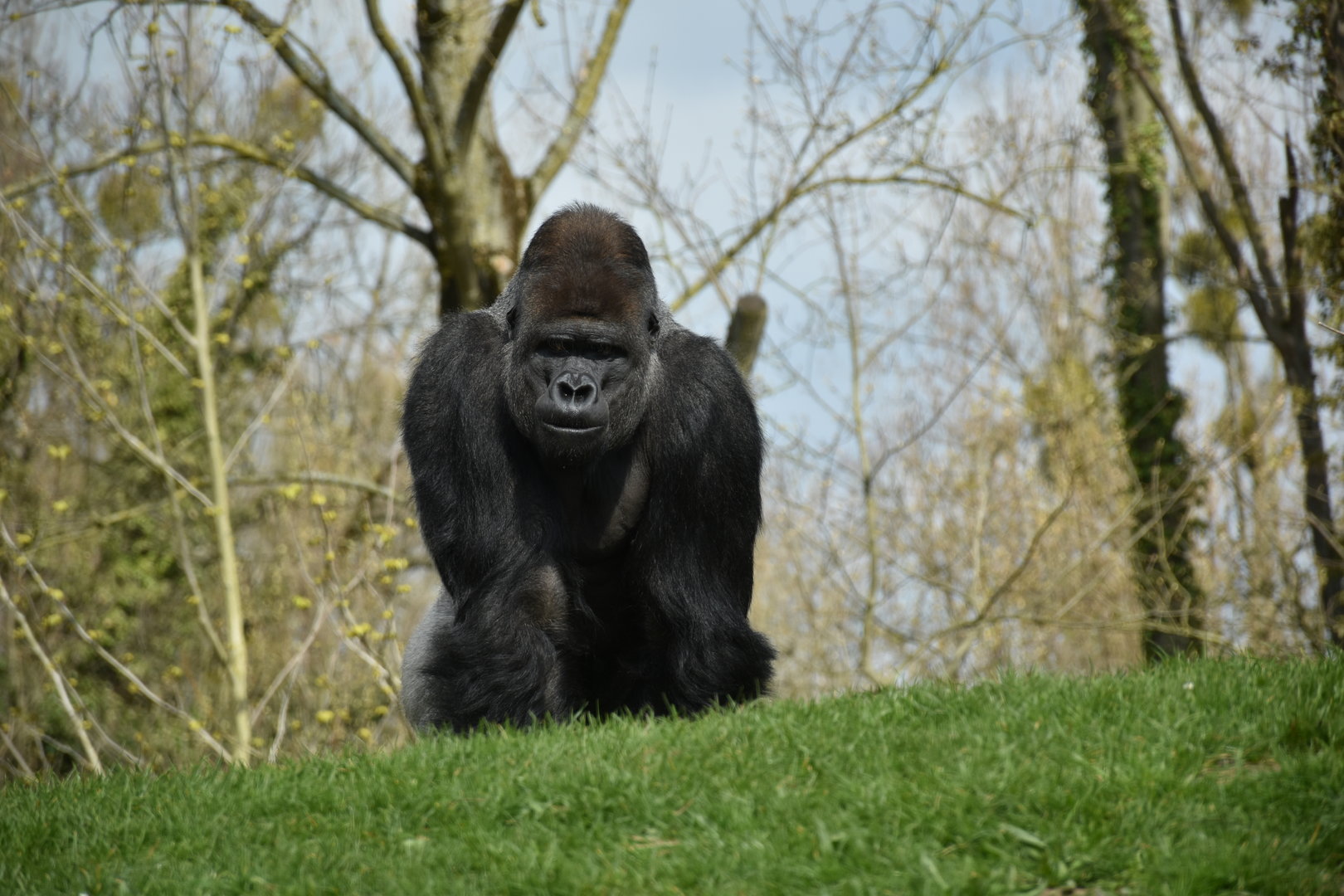 Western lowland gorilla